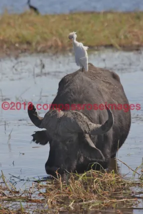 Buffalo, African 7