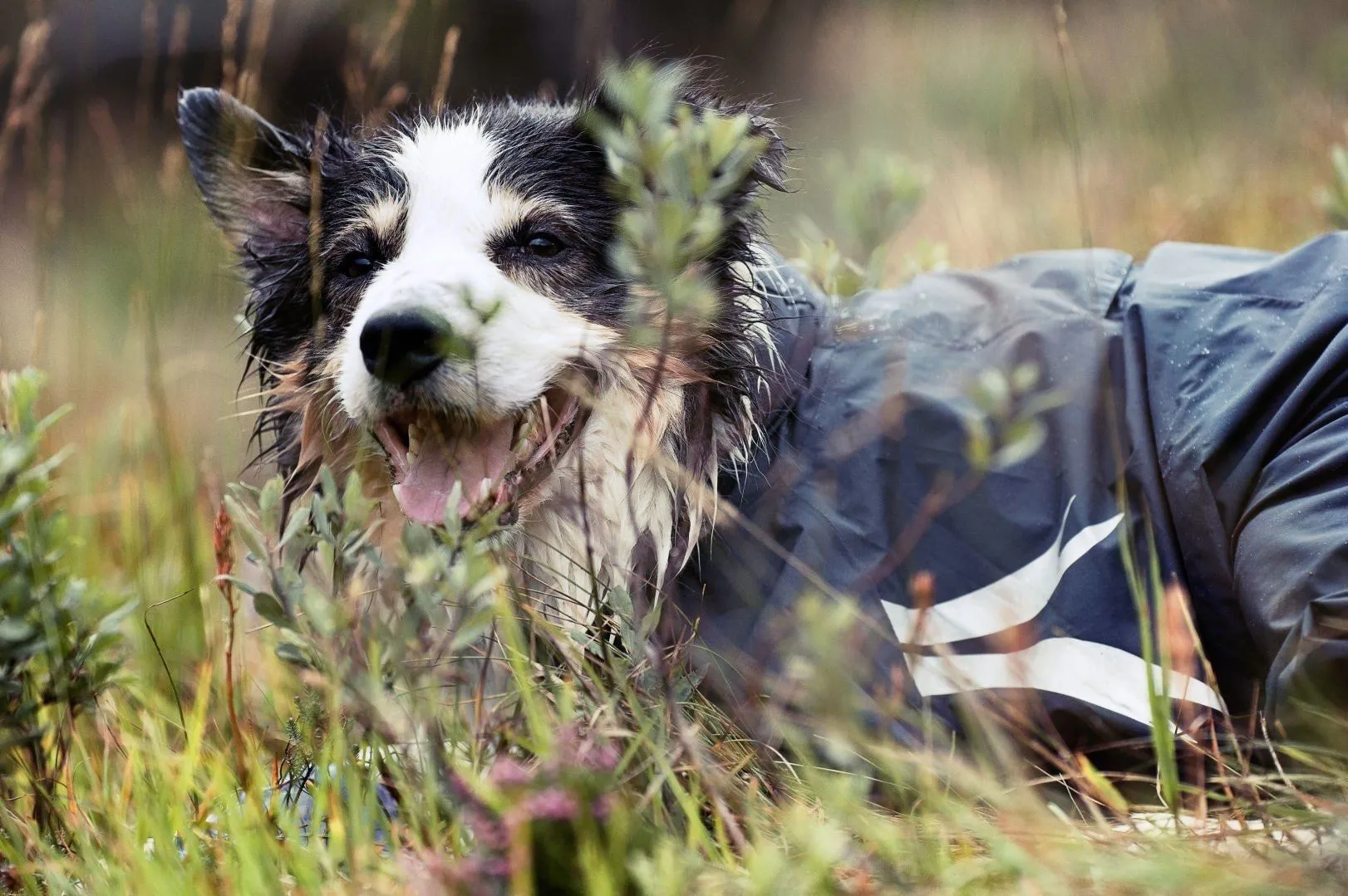 Slush & Mud Protector Dog Overall